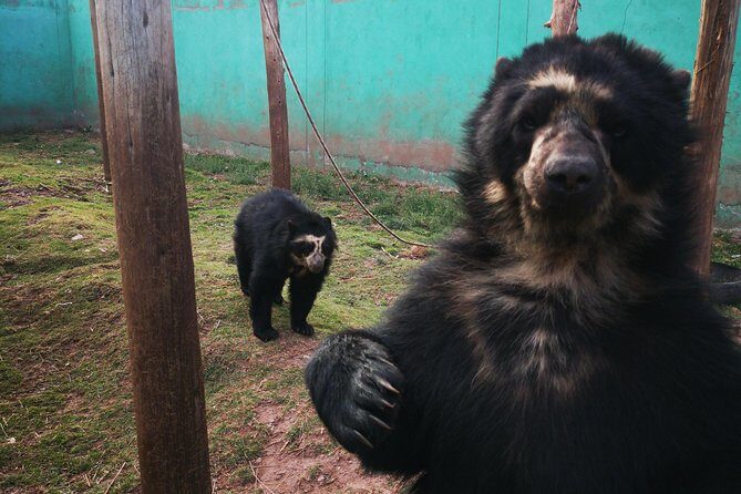 Cusco Santuario de Animales Rescatados en Cusco - A short trip from Cusco to Cochahuasi’s rescue sanctuary