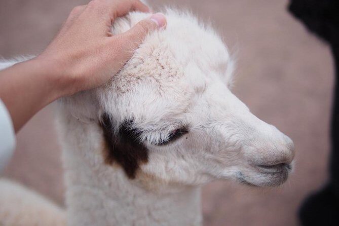 Cusco Santuario de Animales Rescatados en Cusco - The guiding part: stories that change how you see rescued wildlife
