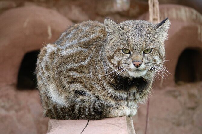 Cusco Santuario de Animales Rescatados en Cusco - Animal houses, feeding moments, and the art of being respectful