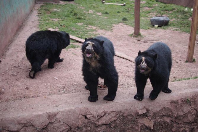 Cusco Santuario de Animales Rescatados en Cusco - What you’ll see: native Sierra and jungle animals