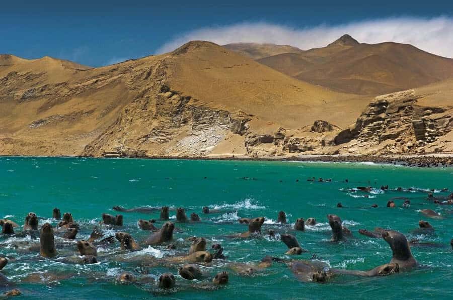 Discover Paracas, Ica and Nasca in a 2 days and 1 night trip - Ballestas Islands cruise: wildlife, Candelabro views, and a guide who keeps it organized