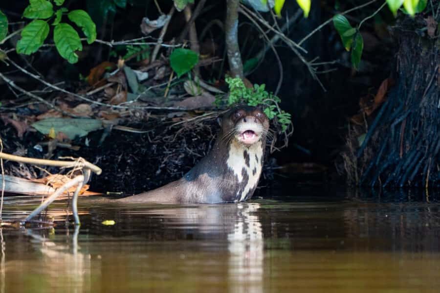 Excursion 2 days/1 nights in the jungle: Tambopata - Two Days in Tambopata: The Fast Track to Real Amazon Life