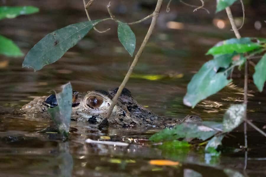 Excursion 2 days/1 nights in the jungle: Tambopata - Getting Oriented in Puerto Maldonado: Bungalows, Fruit Welcome, and First Forest Walk