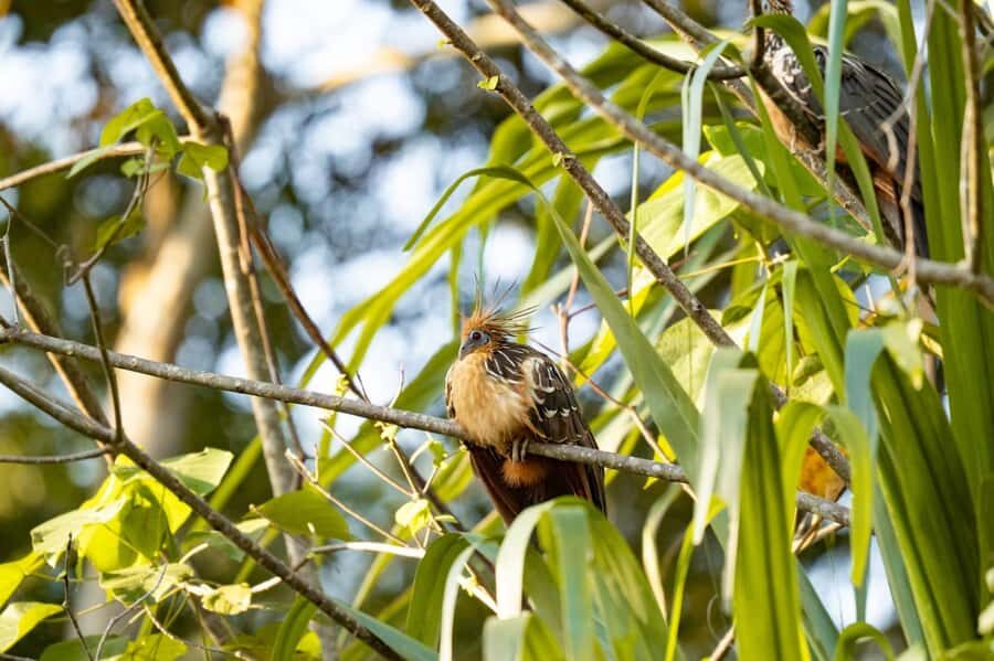 Excursion 2 days/1 nights in the jungle: Tambopata - Sunset on the Tambopata River and an Engine-Off Wildlife Search