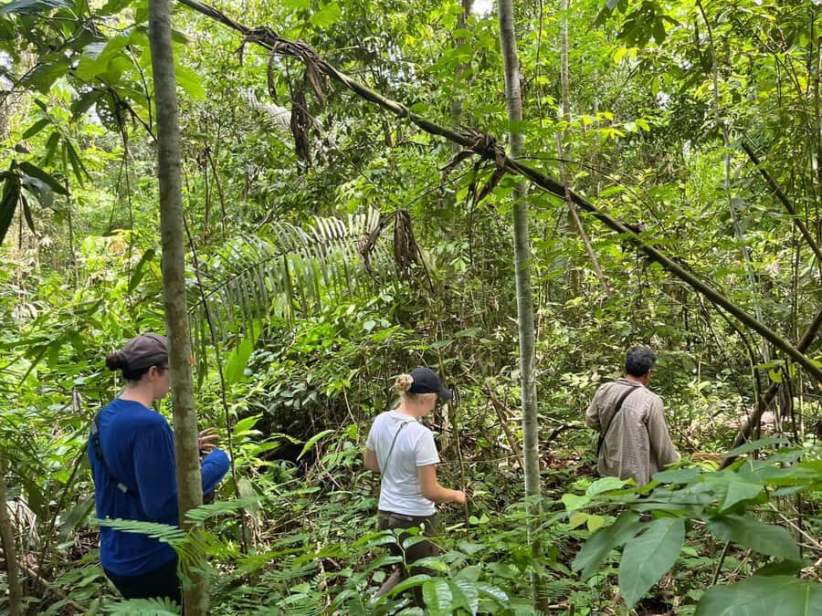 Excursion 2 days/1 nights in the jungle: Tambopata - Wildlife Odds: What You’ll Look For and How to Improve Your Chances