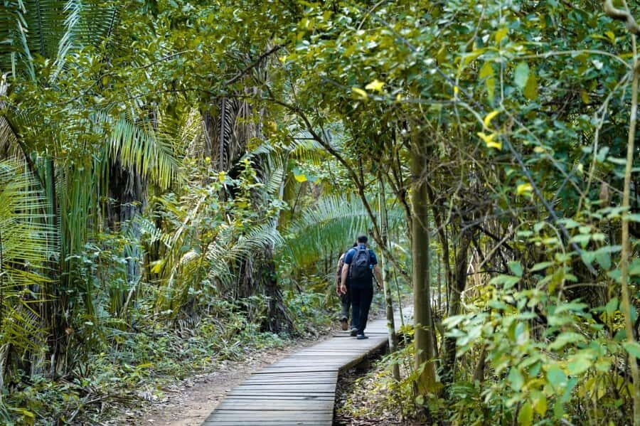 Excursion 2 days/1 nights in the jungle: Tambopata - High in the Canopy: Zipline and Canopy Walk at Tree Level
