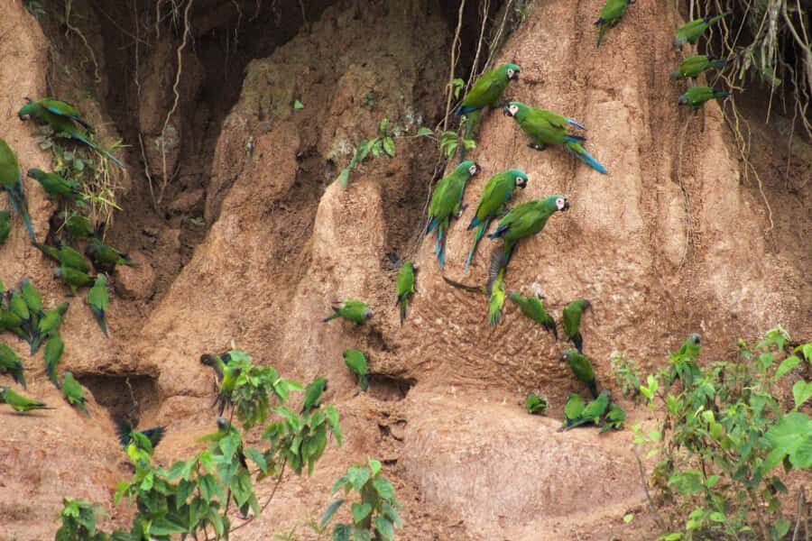 Excursion 3 days/2 nights in the jungle - Day 3: sunrise parrots, a morning walk, and canopy/zipline adrenaline