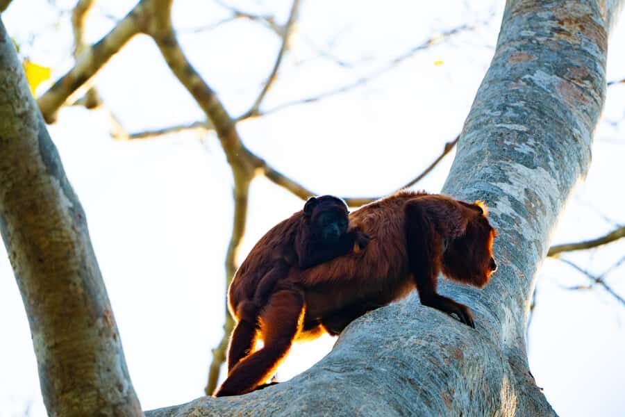 Excursion 3 days/2 nights in the jungle - What you’re really paying $395 for (and the value math)