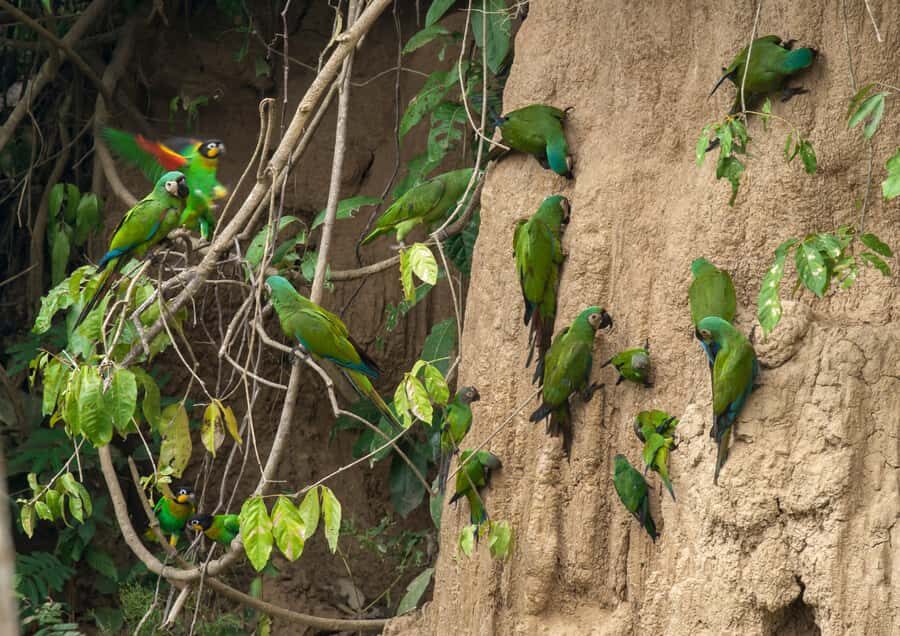 Excursion 3 days/2 nights in the jungle - Who this Tambopata trip fits best