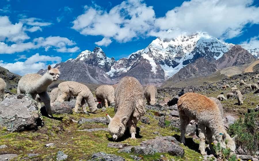 Excursion: Explore in one day the 7 lakes of Ausangate from Cusco - Lunch Back at Pacchanta: Simple, Local, and Included
