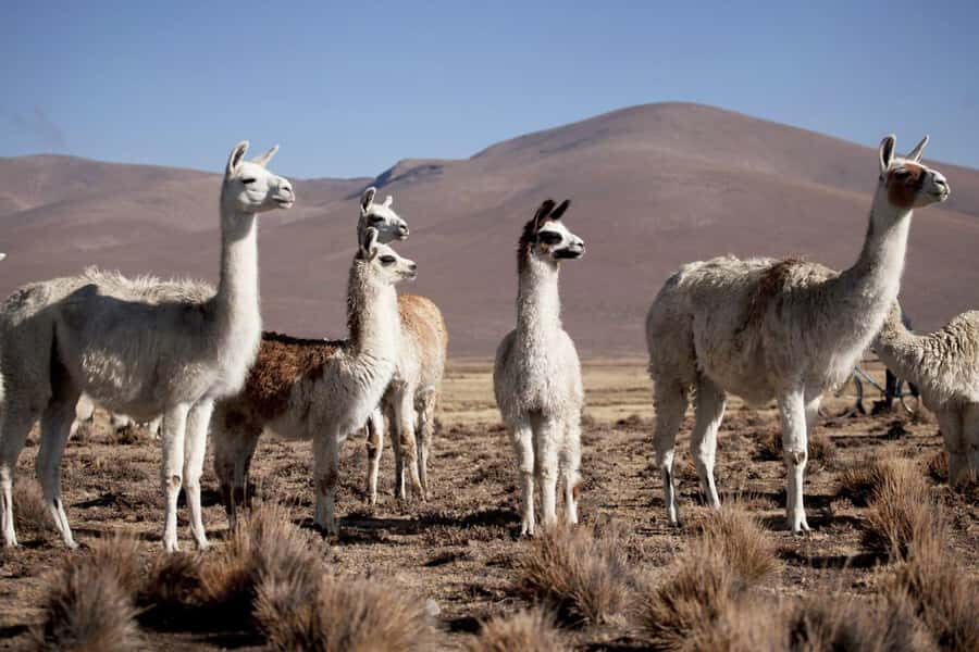 Excursion: Lagoon and National Reserve of Salinas and Aguada Blanca in Arequipa. - The three-volcano viewpoint plus Pichupichu-area trees