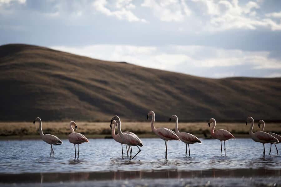 Excursion: Lagoon and National Reserve of Salinas and Aguada Blanca in Arequipa. - Chiguata Village and its terraces: a short culture stop that still matters