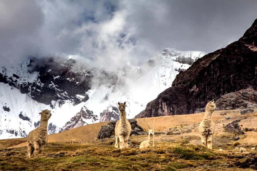 Excursion: Rainbow Mountain and Ausangate 7 Lagoons 2 days - How tough is it at altitude: fitness, timing, and smart pacing