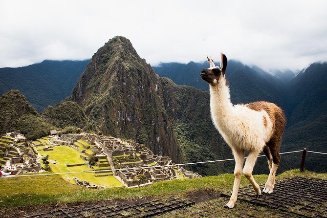 Excursion to MachuPicchu with Train Vistadome Full Day - Price and Value at $403.75: What You’re Actually Paying For