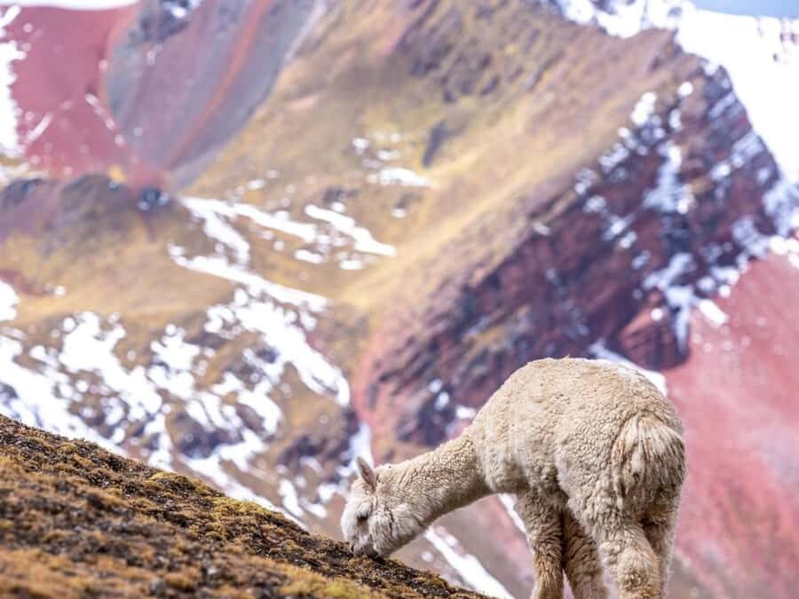 Excursion to Rainbow Mountain in ATV. - Price and value: is $75 a fair deal?