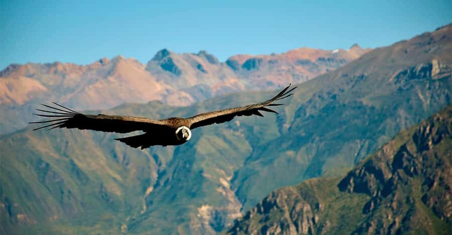 From Arequipa: 1 Day Tour to the Colca Canyon + Buffet lunch - The 3:00–3:30am Arequipa pickup: why you’re up before sunrise