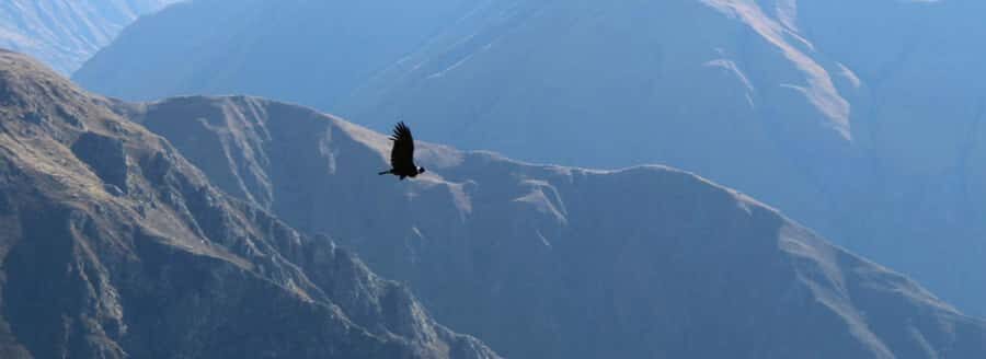 From Arequipa: 1 Day Tour to the Colca Canyon + Buffet lunch - Chacapi Hot Springs in Yanque: the 38°C reward you’ll feel
