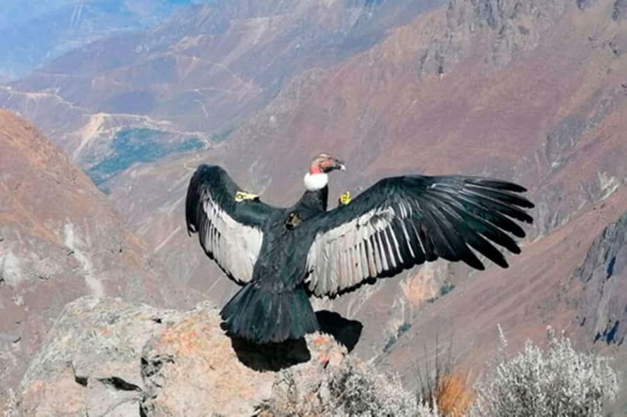 From Arequipa: 1 Day Tour to the Colca Canyon + Buffet lunch - Mirador de los Volcanes (4,910 m): the big-altitude checkpoint with oxygen