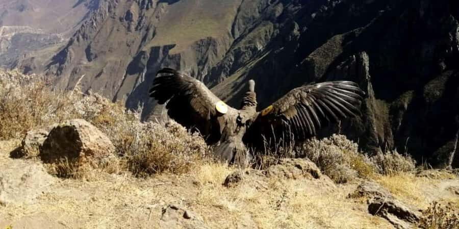 From Arequipa: Colca Canyon all inclusive | Full Day | - A Very Early Start From Arequipa’s Historic Center