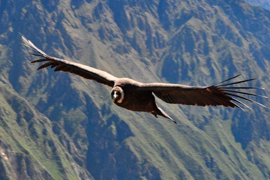 From Arequipa: Colca Canyon and Condor Watching Day Trip - Key Highlights You’ll Remember