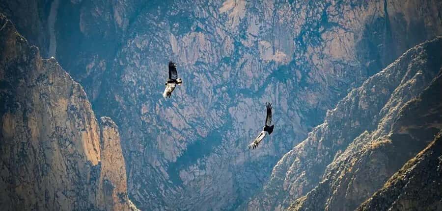 From Arequipa: Colca Canyon and Condor Watching Day Trip - A Very Early Start to See Colca Before the Day Changes