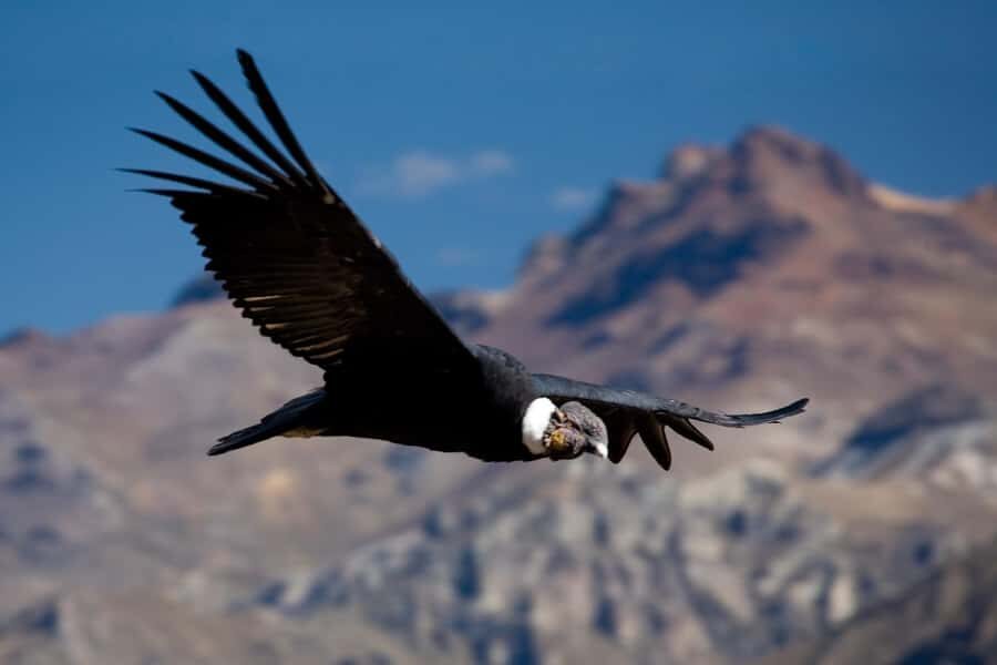From Arequipa: Colca Canyon Day Trip with Transfer to Puno - Getting moving at 3 a.m.: the early start reality check
