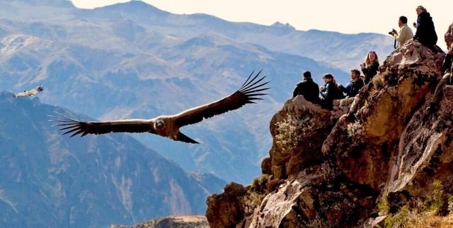 From Arequipa: Colca Canyon Full-Day Tour with Breakfast - Why a 3 a.m. start makes sense for condors in Colca