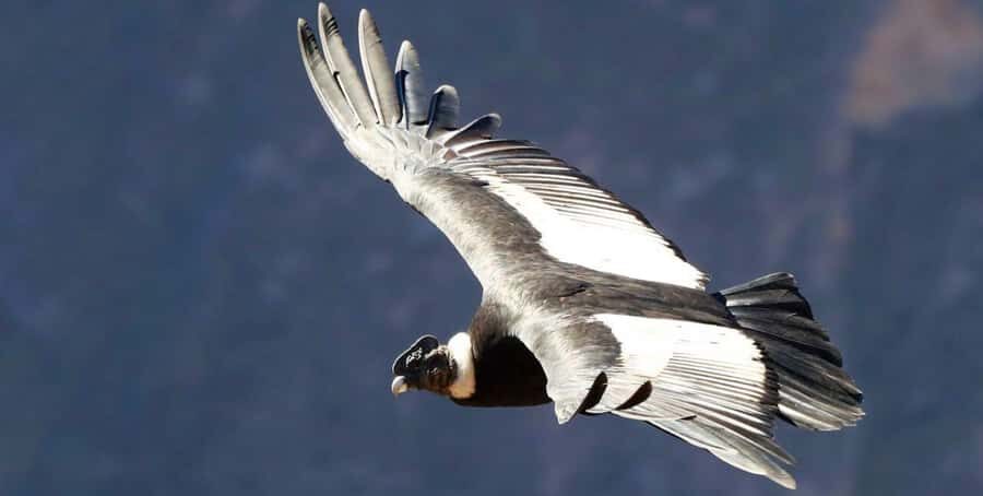 From Arequipa: Colca Canyon Full-Day Tour with Breakfast - Antahuilque and Choquetico viewpoints: the valley from two angles