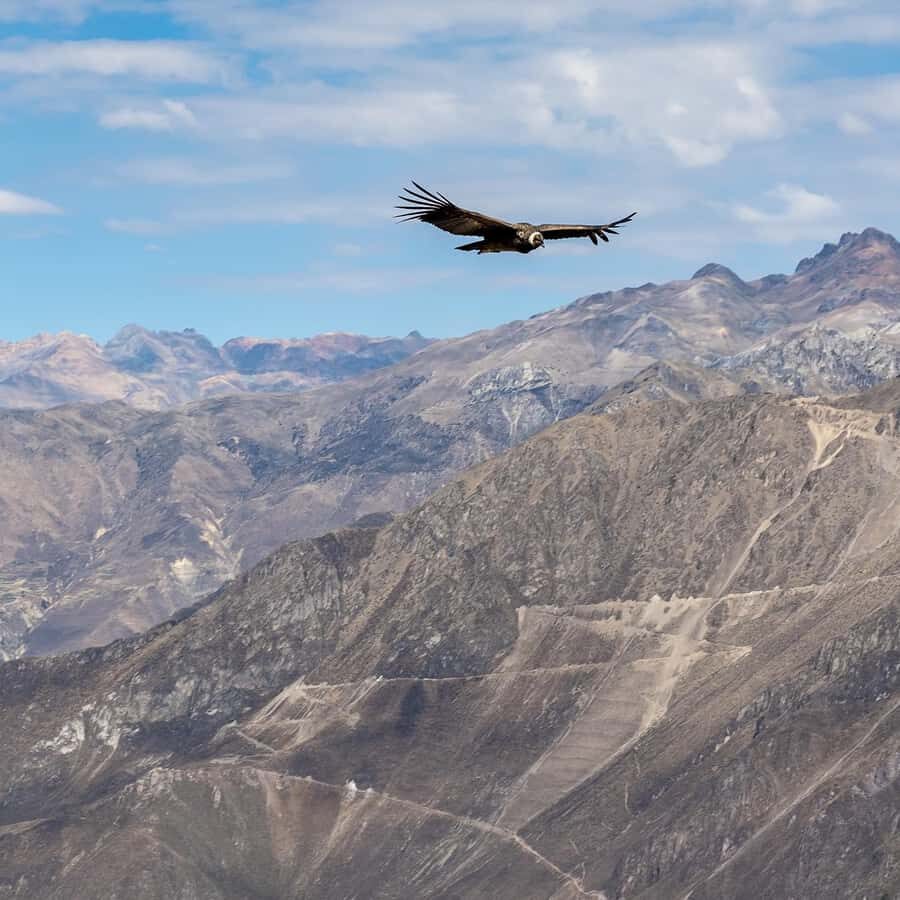 From Arequipa: Colca Canyon & La Calera Thermal Waters - What the one-day schedule really feels like