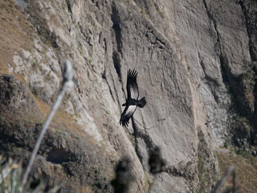 From Arequipa: Colca Canyon & La Calera Thermal Waters - From Arequipa to Colca Canyon: using the long van ride well