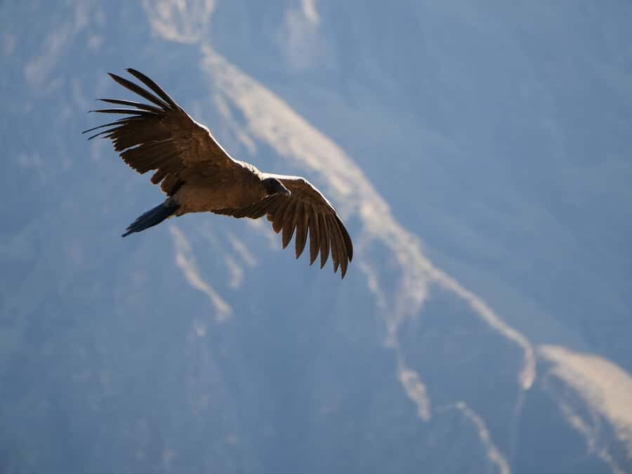 From Arequipa: Colca Canyon & La Calera Thermal Waters - Condor viewing at Chivay: patience pays off