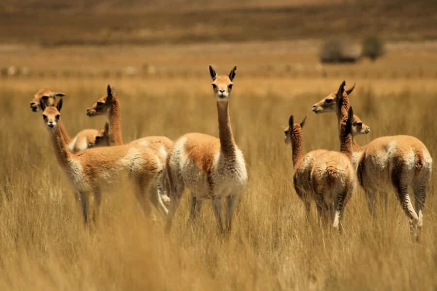 From Arequipa: Colca Valley & Thermal Baths Small-Group Trip - Chivay breakfast and Maca’s Santa Ana church: where the day slows down
