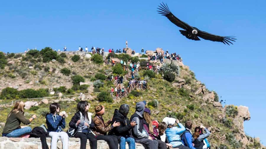 From Arequipa: Full Day Colca Canyon Tour - Key highlights you’ll care about