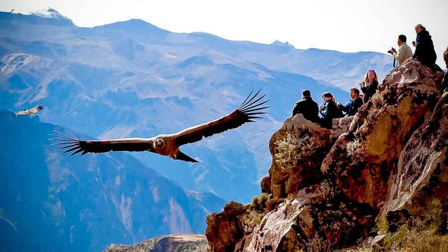 From Arequipa: Full Day Colca Canyon Tour - Optional AguaVerde hot springs for a sore-body reset