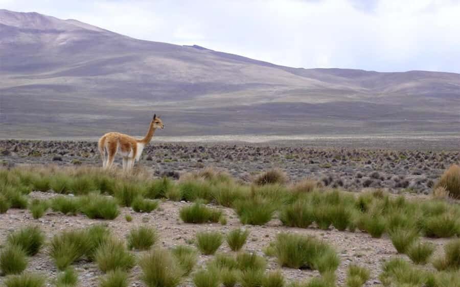 From Arequipa: Fullday Tour Colca Canyon + Transfer To Puno - FAQ