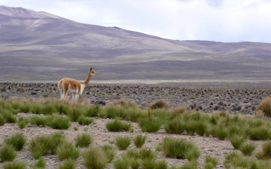 From Arequipa: Fullday Tour Colca Canyon + Transfer To Puno - Price and budgeting: what the $56 really covers