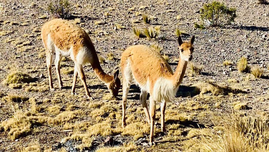 From Arequipa: Pillones Waterfall and Stone Forest Day Trip - Should you book the Pillones Waterfall and Stone Forest trip?