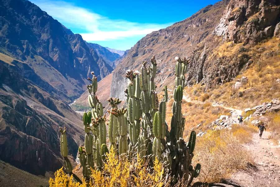 From Arequipa Trek : 2-Days of Hiking in the Colca Canyon - Why the Colca Canyon trek feels worth the effort
