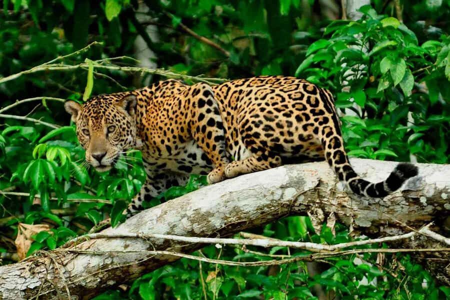 From Cusco: 4-Day Manu National Park Guided Tour - Key highlights that matter