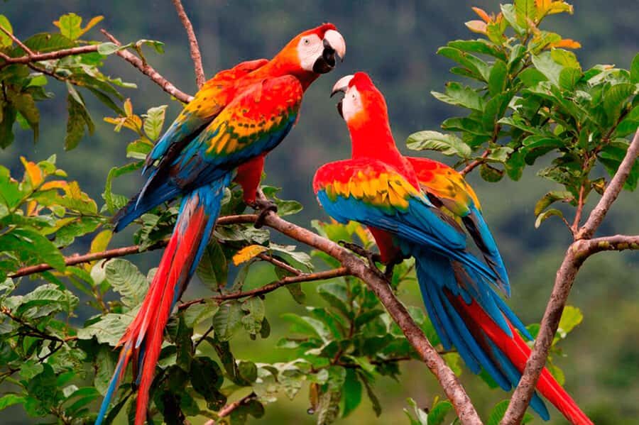 From Cusco: 4-Day Manu National Park Guided Tour - Day 1: Cusco to Misty Forest, Paucartambo, and the Cock of the Rock