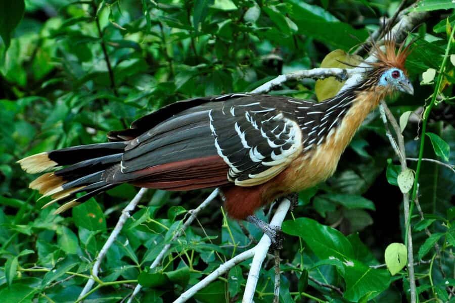 From Cusco: 4-Day Manu National Park Guided Tour - Day 3: Parrot Clay Lick Morning, Machuwasi Lake Rafts, and a Night Walk