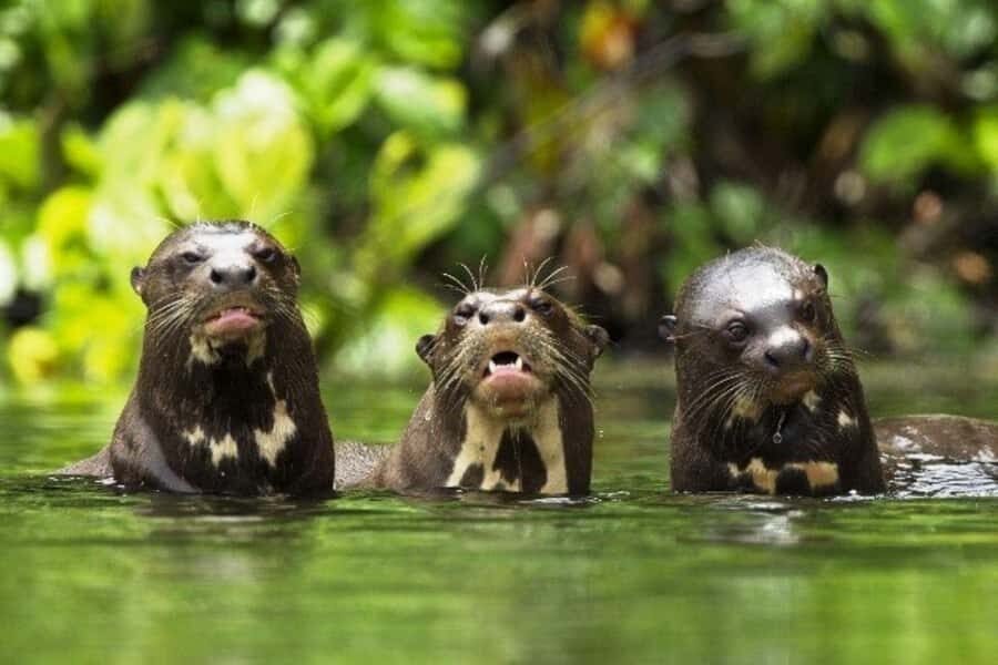 From Cusco: 4-Day Manu National Park Guided Tour - Jungle comfort: Basic lodges, meals, and real-world expectations