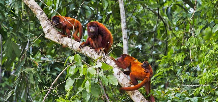 From Cusco: 4-Day Manu National Park Guided Tour - Price and logistics: What $427 covers, and what you should double-check
