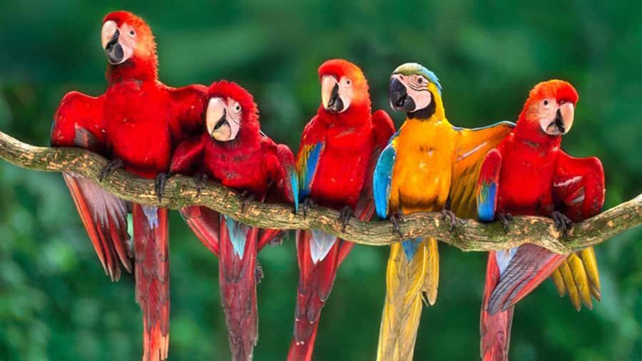 From Cusco: 4 Day Puerto Maldonado Sandoval Lake Excursion - Key highlights to look forward to