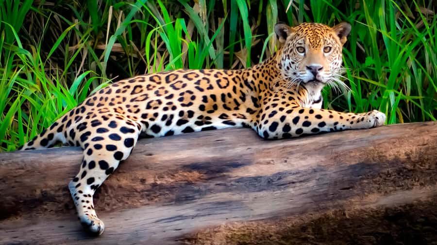 From Cusco: 4 Day Puerto Maldonado Sandoval Lake Excursion - Monkey Island: fun encounters, but set expectations