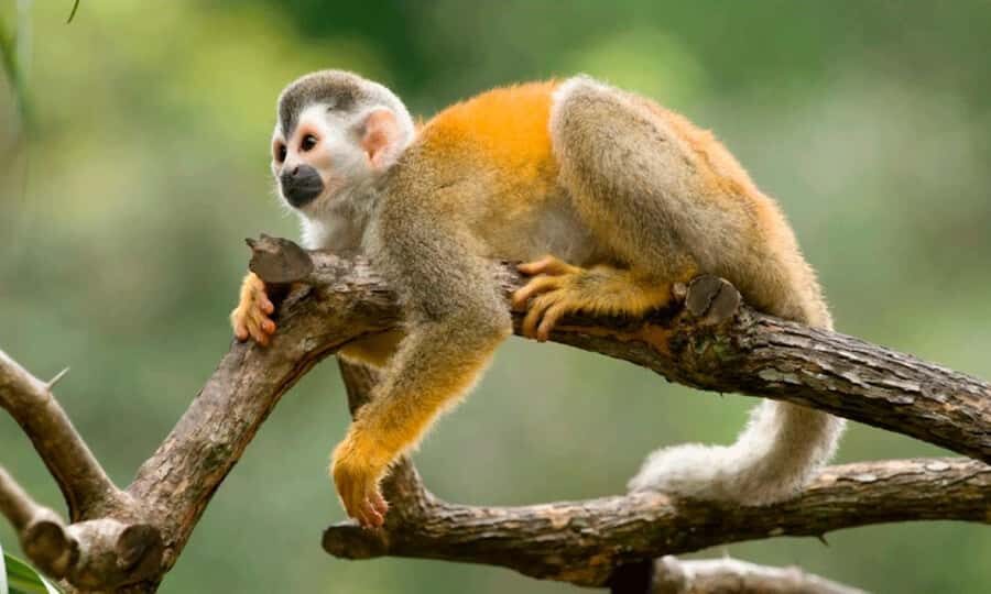 From Cusco: 4 Day Puerto Maldonado Sandoval Lake Excursion - Night excursion: flashlights, glowing eyes, and real Amazon energy
