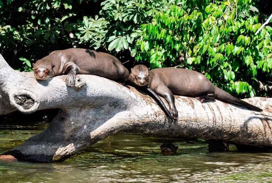From Cusco: 4 Day Puerto Maldonado Sandoval Lake Excursion - Amazon Lodge Tambopata: what your “base” really does