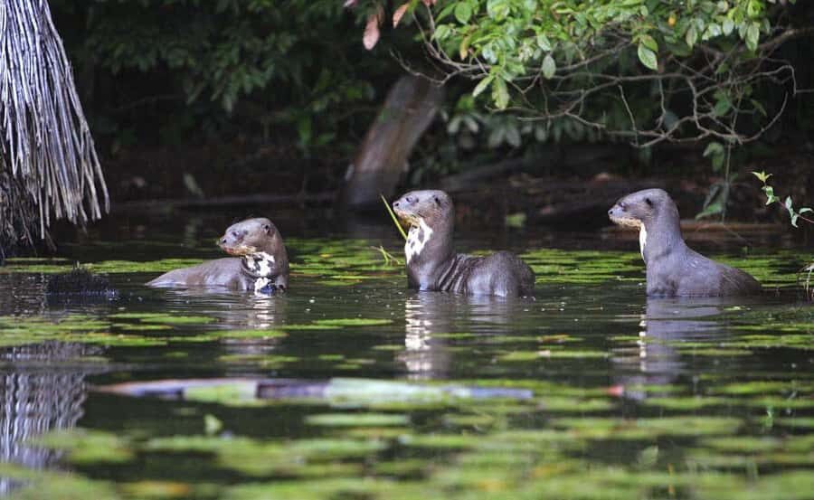 From Cusco: Manu National Park 3 Day Tour - Atalaya River Day: Kayaking, Bird Spotting, and a Swamp Hunt