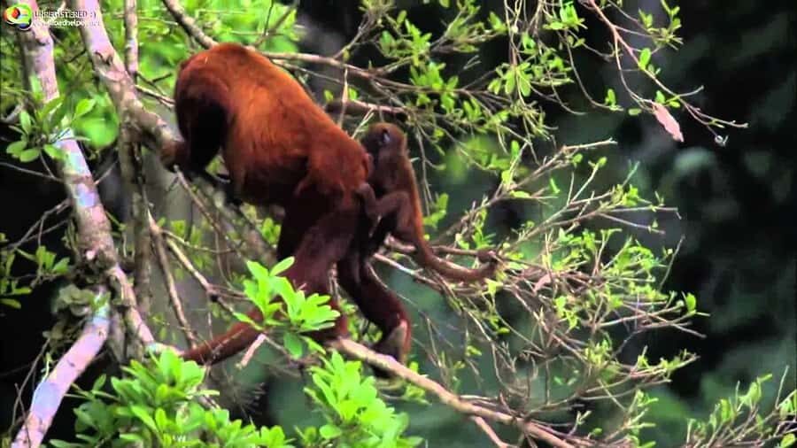 From Cusco: Manu National Park Tour & Accommodation 3 Days - The Cusco-to-Manu Start: A Full Day Before You Even Reach the Amazon