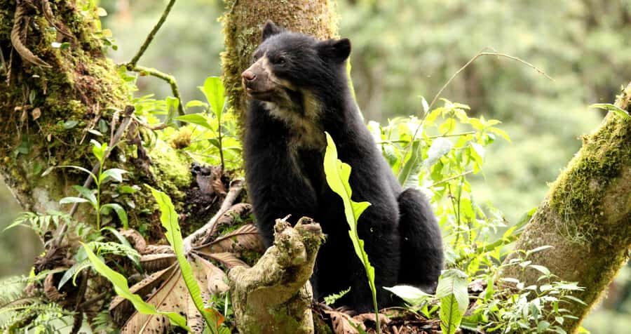 From Cusco: Manu National Park Tour & Accommodation 3 Days - Why the 3 Days Work: Value Compared to Longer Manu Trips